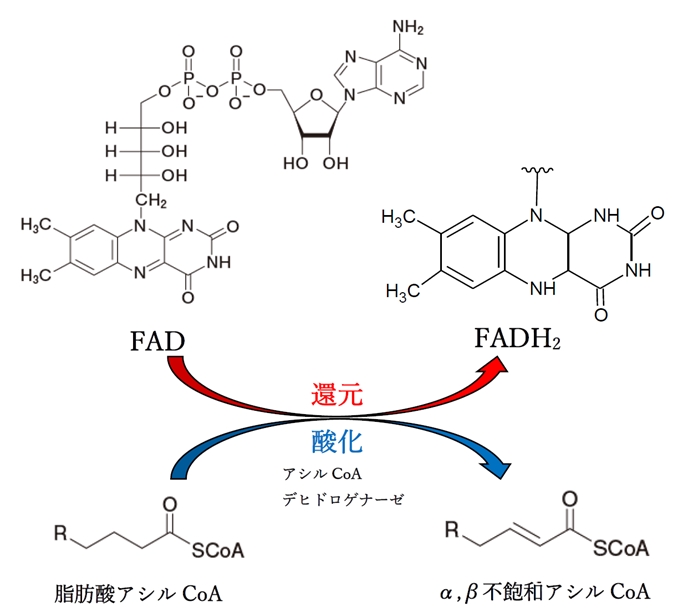 β酸化 β-ヒドロキシアシルCoAからβ-ケトアシルCoA 106回薬剤師国家試験問106